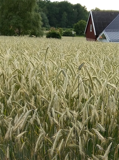 Bild uppladdad av Nicklas Nordborg