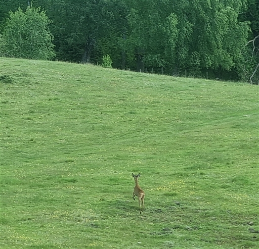 Bild uppladdad av Nicklas Nordborg