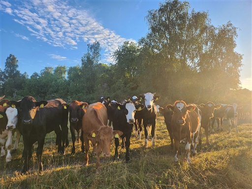 Lördagsvarvet