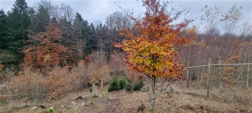 Bild uppladdad av Nicklas Nordborg