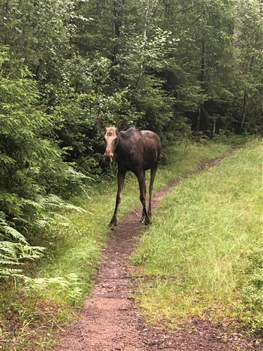 Bild uppladdad av hernwall