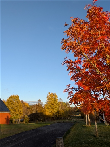 Bild uppladdad av Catrin Lyding