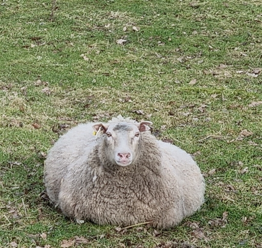 Bild uppladdad av Nicklas Nordborg