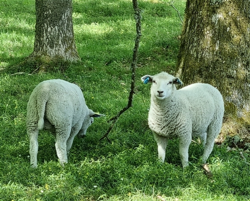 Bild uppladdad av Nicklas Nordborg