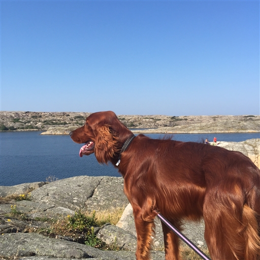 Bild uppladdad av Micke