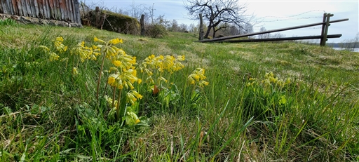 Bild uppladdad av Nicklas Nordborg