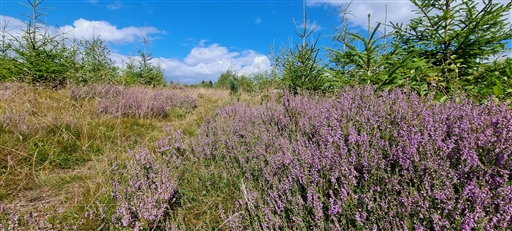 Bild uppladdad av Nicklas Nordborg