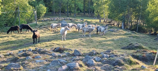 Bild uppladdad av Nicklas Nordborg