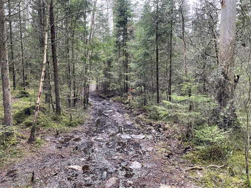 Bild uppladdad av Anonymiserad