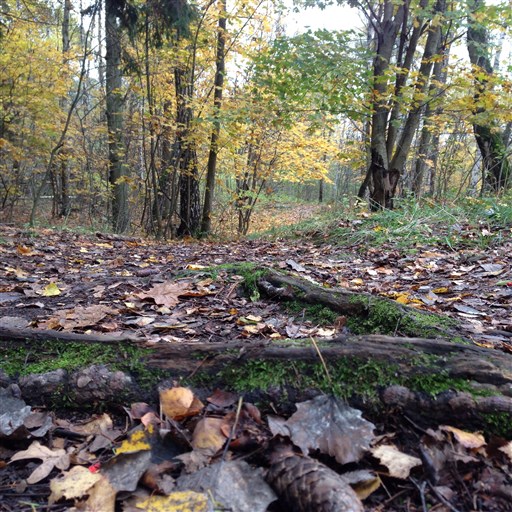 Bild uppladdad av bang engström