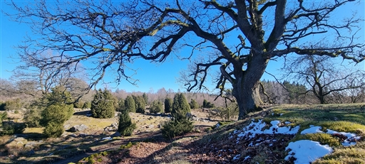 Bild uppladdad av Nicklas Nordborg