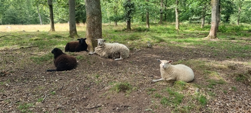 Bild uppladdad av Nicklas Nordborg