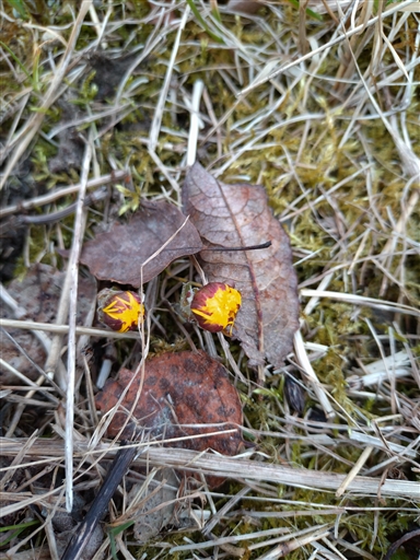 Bild uppladdad av Henke Slowrunner