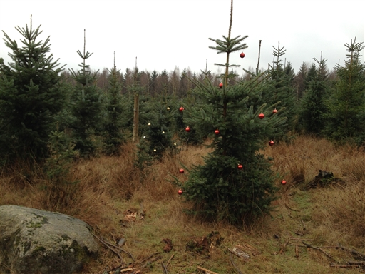 Bild uppladdad av Irene 