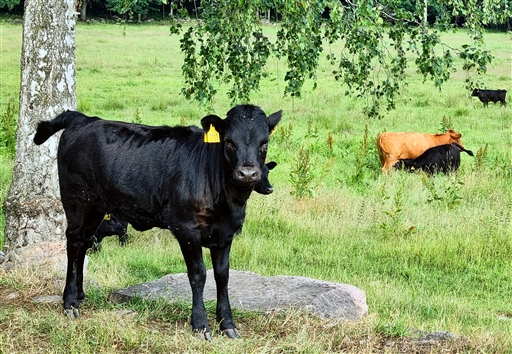 Bild uppladdad av Nicklas Nordborg