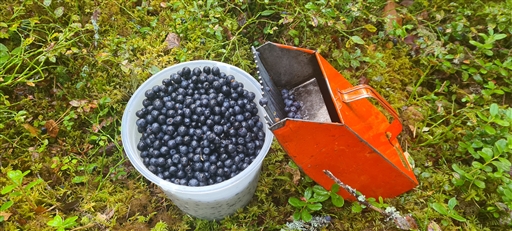 Bild uppladdad av Henrik Ortman