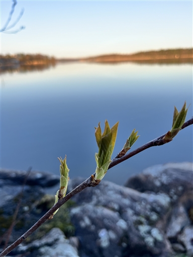Bild uppladdad av Jenny Nilsson
