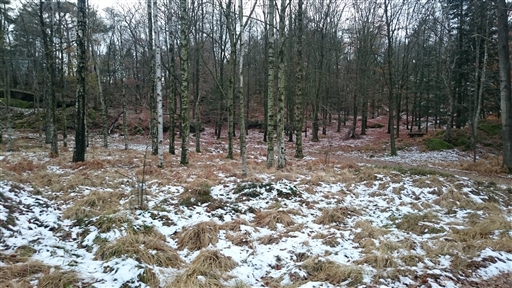 Bild uppladdad av Emelie Carlsson