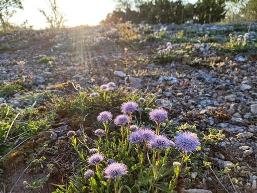 Bild uppladdad av niffhatt