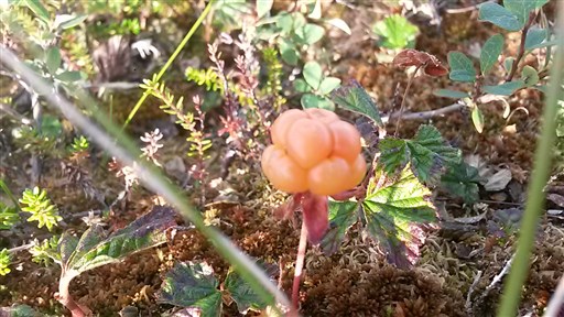 Bild uppladdad av Henrik Ortman