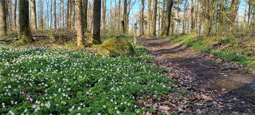 Bild uppladdad av Nicklas Nordborg