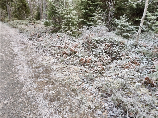 Bild uppladdad av Eva Enmark