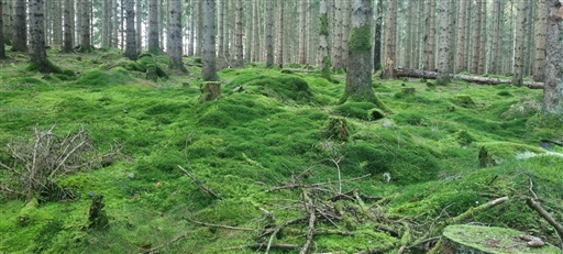 Bild uppladdad av Nicklas Nordborg