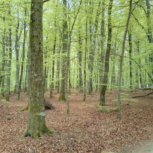 Bild uppladdad av Annica Kaufeldt