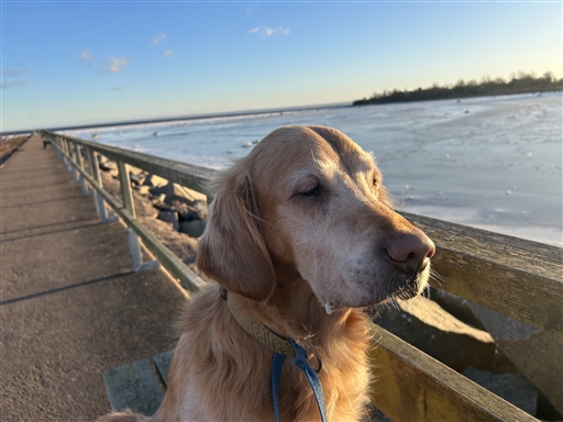 Bild uppladdad av Helene Zander Buhre 