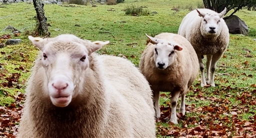 Bild uppladdad av Nicklas Nordborg