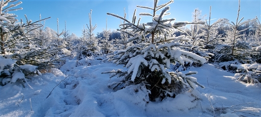 Bild uppladdad av Nicklas Nordborg