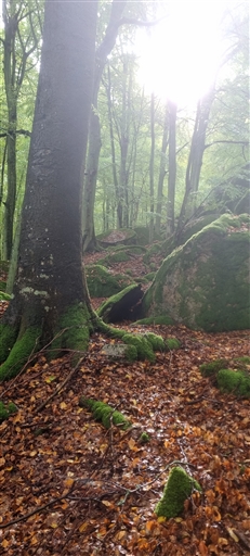 Bild uppladdad av Nicklas Nordborg