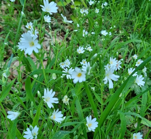 Bild uppladdad av Nicklas Nordborg