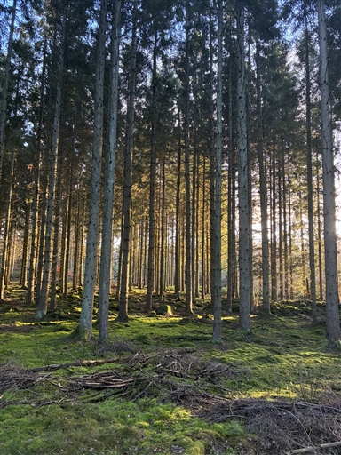 Bild uppladdad av Maria Petersson