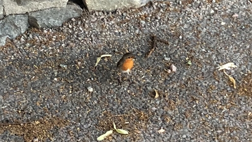 Bild uppladdad av Erik "Tricky" Fries