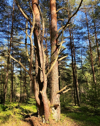 Bild uppladdad av Tony Elias