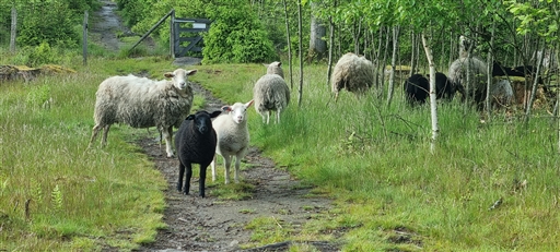 Bild uppladdad av Nicklas Nordborg