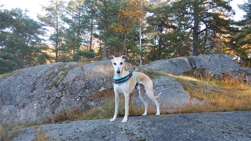 Bild uppladdad av Evald Ammerlind