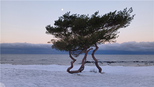 Bild uppladdad av niffhatt