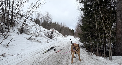 Morning Nordic Ski (Drag) 142 Hr/m