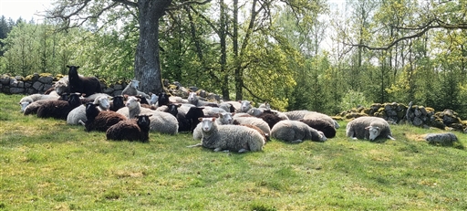 Bild uppladdad av Nicklas Nordborg