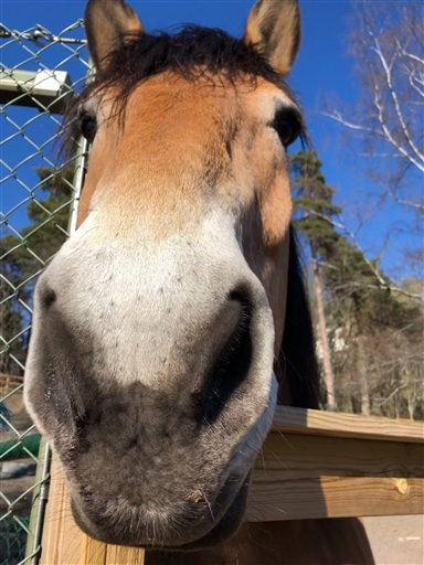 Bild uppladdad av Kristina Sörensen