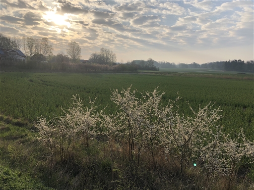 Bild uppladdad av Susanne Bornmar