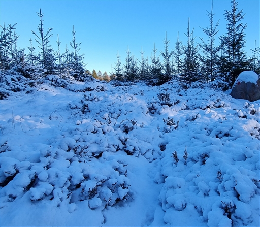 Bild uppladdad av Nicklas Nordborg