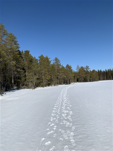 Bild uppladdad av Nina Ydfjärd Svanström 