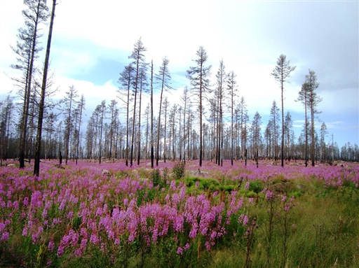 Bild uppladdad av Åsa 