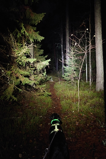 Bild uppladdad av Johan Modig