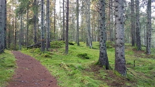 Bild uppladdad av Thomas Abrahamsson 